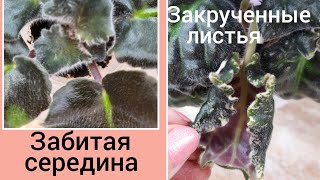 видео: Фиалки! Забитая середина, скручиваются листья! картинка: Фиалки! Забитая середина, скручиваются листья!