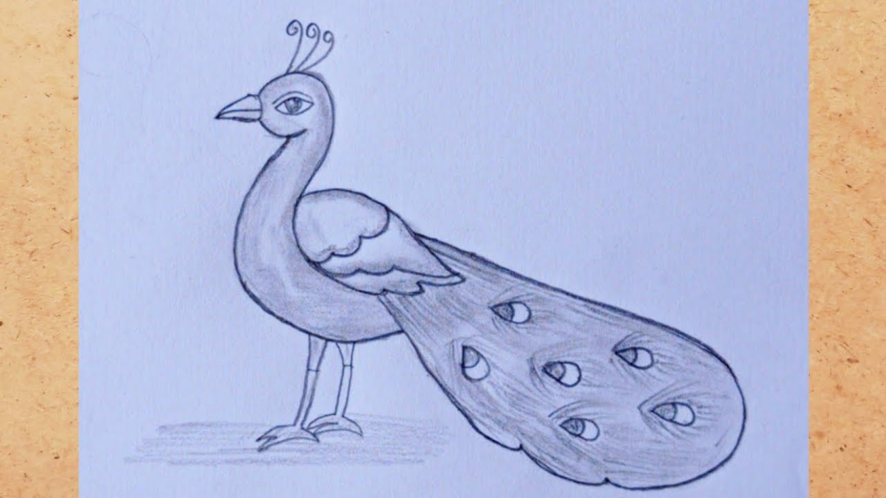 Peacock Drawing Ideas to Know – Paisa Wapas