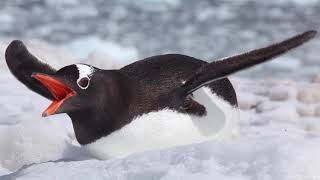 17 Penguin Species in One Video