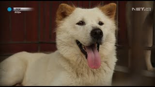 Kenalan yuk Sama Anjing Asli Bali, Anjing Kintamani - IPOP