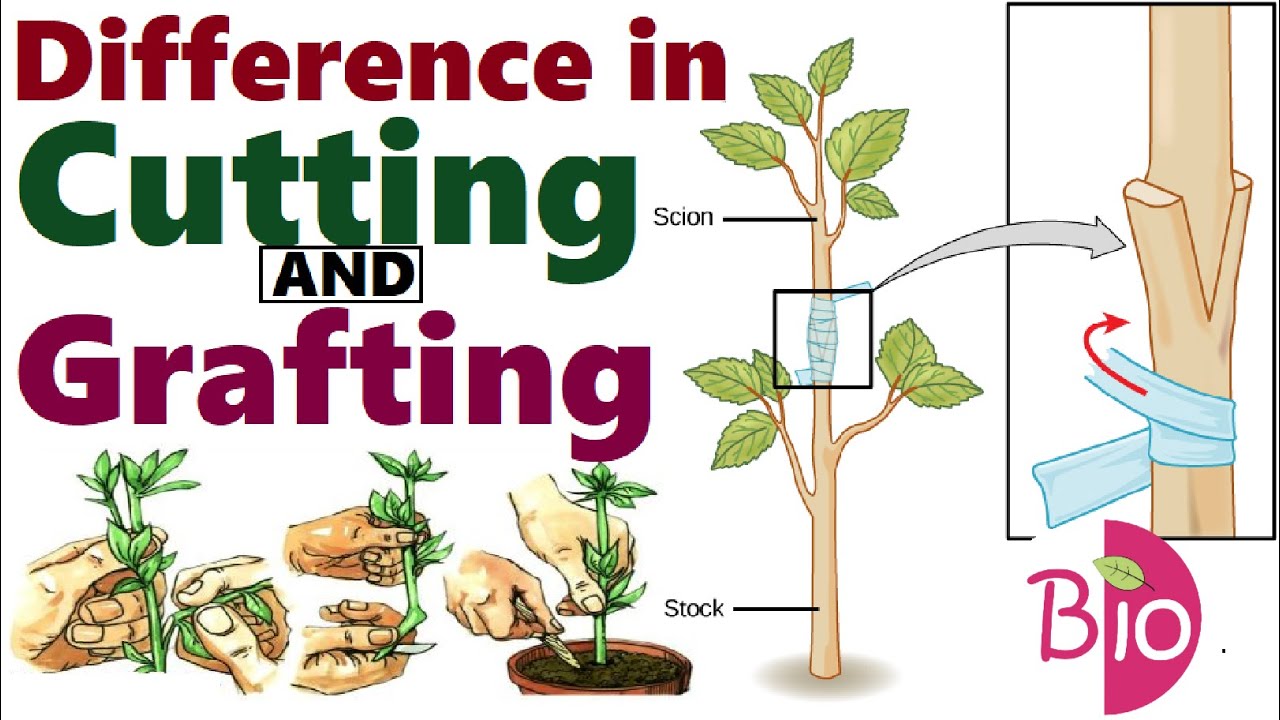 Difference in Cutting and Grafting? by Simply The Best BIO YouTube