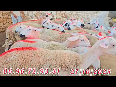 27 أكتوبر 2025 ديما جديد عاند رشيد 24 حولية لبيع منطقة كيسر إقليم سطات هاتف 0696829331