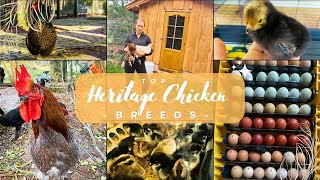 Discovering Our Favorite Heritage Chicken Breeds for Homesteading
