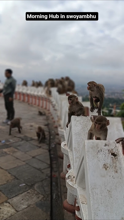 Welcome to Monkey Morning Hub:Your Daily Dose of Fun & Insight#yttshort#viralvideo #monkey#swoyambhu