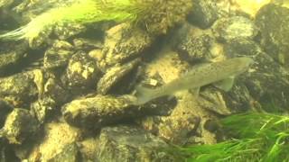 vie du saumon Atalntique dans les rivières d'Armorique