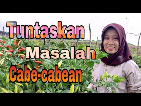 Video: Masalah Dengan Tanaman Cabai: Informasi Tentang Masalah Umum Cabai Cabai