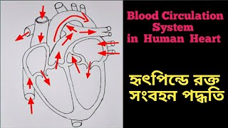 Blood circulation system in human heart. হৃৎপিন্ডে রক্ত সংবহন পদ্ধতি। একবার দেখলেই মনে থাকবে। by Arts and Crafts 41,106 views 4 years ago 10 minutes, 52 seconds