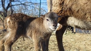 Newborn Twin Lambs + Fierce Mother Sheep Battle ~ Vlog