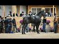 $23,000 Percheron Mare selling in Topeka, IN. Fall-2022