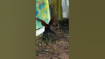 BÌM BỊP ĐẠI CHIẾN RẮN HỔ MANG CHÚA #shorts #rắnhổmangchúa