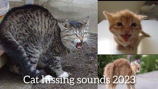 Cat Hissing Sounds 2023 || Angry Cats || Cats Angry || Catsworldshabeenkhan