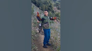 gà rừng gáy hay cực xong.qaib qus ntxuaj ti qua zoo tiag tiag