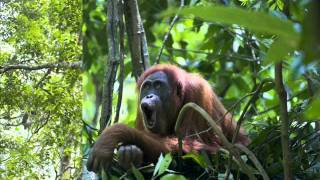 Orangutan Longcall