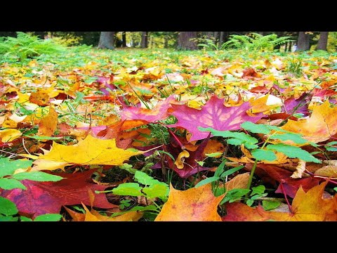 ОСЕНЬ МЕНЯЕТ СВОЙ