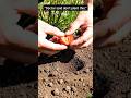 “Doctor Said Don’t Plant This 🍓” #strawberry #nature #plantgrowth #timelapse