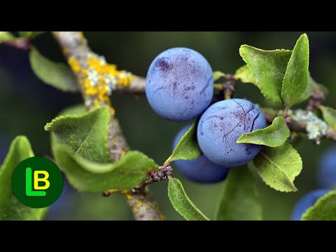 Video: Kako Se Koriste Bobice Kaline?