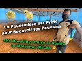 Élevage Pondeuses | Poultry Farm [Part-23] Préparer la Poussinière | Preparing Brooding House