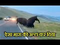 BISON का हमला इतना खतरनाक क्यों होते हैं ? WHY IS A BISON ATTACK SO DANGEROUS ?