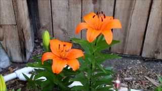 My Asiatic Lily Bed