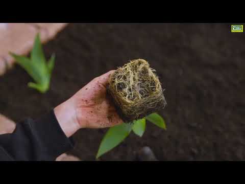 Video: Informationen über Inula-Pflanzen - Tipps zum Anbau von Inula-Pflanzen