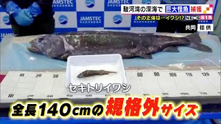 駿河湾の深海で巨大怪魚捕獲　その正体は…イワシ！？