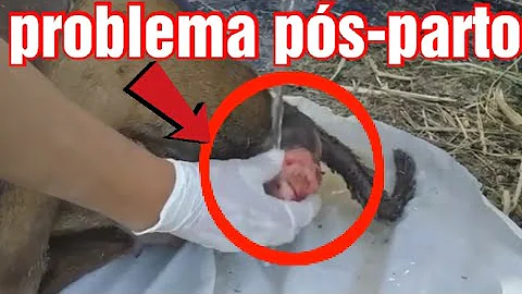 O que fazer quando uma ovelha coloca o útero para fora?