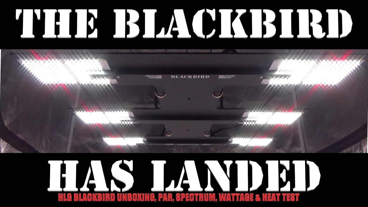 The Blackbird Has Landed!! - HLG Blackbird Unboxing, PAR, Spectrum, Wattage & Heat Test