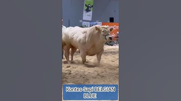kontes sapi Belgian blue #suksesternaksapi #cow #peternak