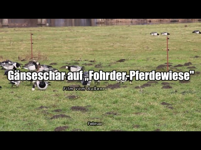 Gänseschar auf ,,Fohrder-Pferdewiese" - Außenreporter Peter - 08.02.24
