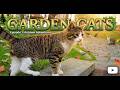 Hospital Garden ASMR (Birds + Cats) 4K