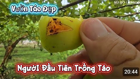 VÀO VƯỜN TÁO NHÀ CHÚ MANG TÁO VỀ TRỒNG ĐẦU TIÊN TẠI ĐẤT LỤC NGẠN l NÚI ĐỒI LỤC NGẠN