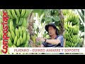 Plátanos y guineos amarre - soporte