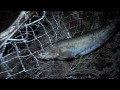 Ловля сома ночью .Снасти,наживка.My fishing .Fishing for catfish at night