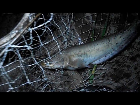 Ловля сома ночью .Снасти,наживка.My fishing .Fishing for catfish at night Ловля сома ночью .Снасти,наживка.My fishing .Fishing for catfish at night