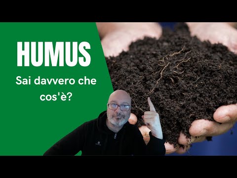 Humus: che cos&rsquo;è e quali sono le sue proprietà?