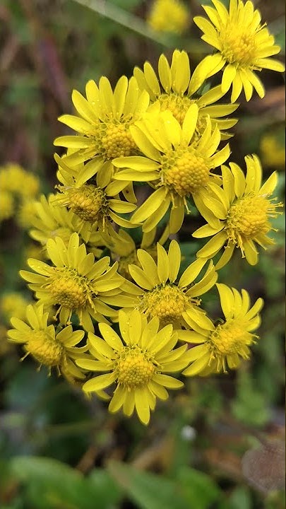 Language Of Flowers Youtube