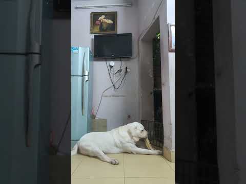 Video trời mưa lớn. con nằm ngắm đường. gặm xương can xi. - youtube