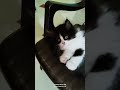 PhotoShoot Billu kitten #viralvideo #cat #viral #funny #india #pets #vitalshorts #instapets #love
