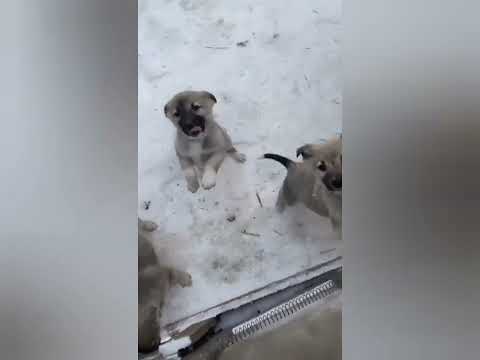 Щенки брошенные на промбазе, уехали на передержку