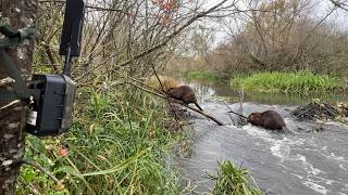 Una familia de castores reconstruye su presa de la noche a la mañana.