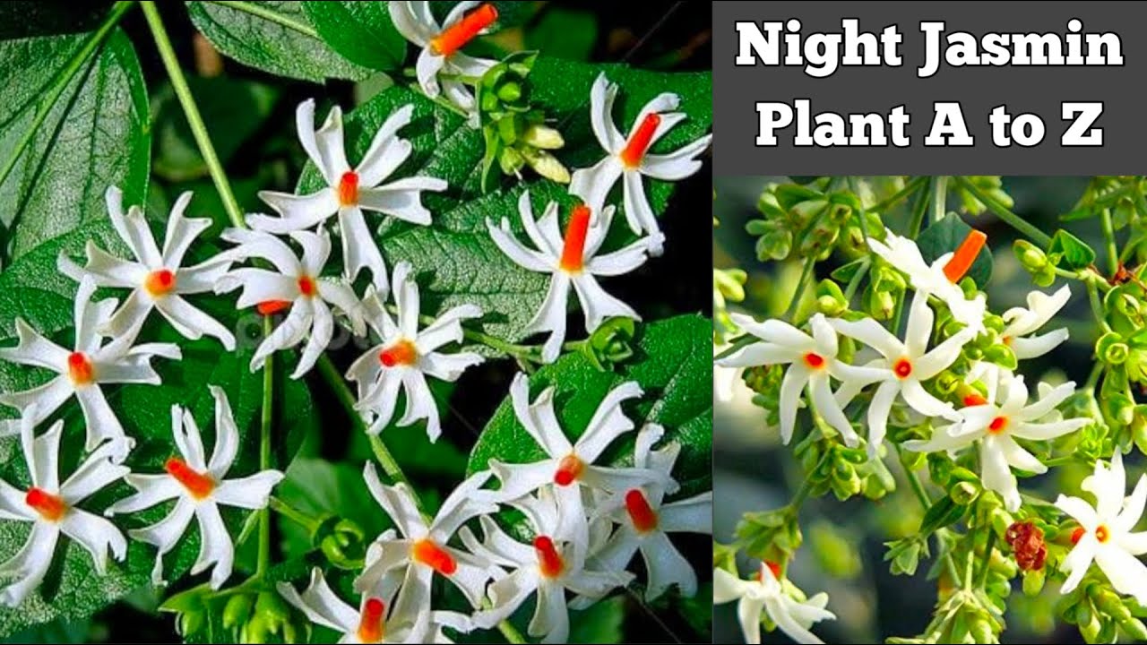 How To Grow Night Jasmin Flower Shiuli Parijat Plant In Pot Parijat how-to-grow-night-jasmin-flower-shiuli-parijat-plant-in-pot-parijat