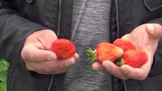 Jak poprawić wielkość truskawek? Co zrobić aby truskawki nie drobniały? Jak poprawić jakość owoców?