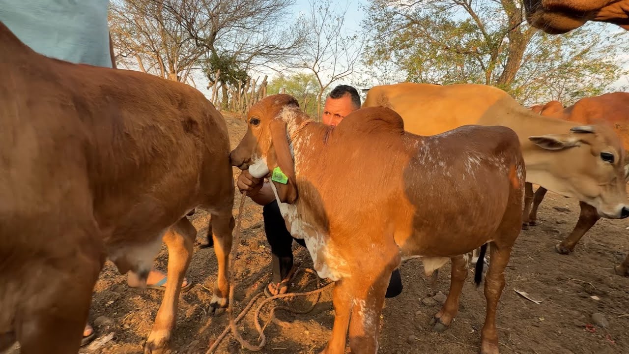 Ya es oficial,,,ternero gyr FIV se rifara en marzo ya ay numeros disponibles 