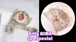 Kitty Salon Special  Kitty ASMR: Super Cute Kitten Baby Cat Having SPA Treatment Falling Asleep