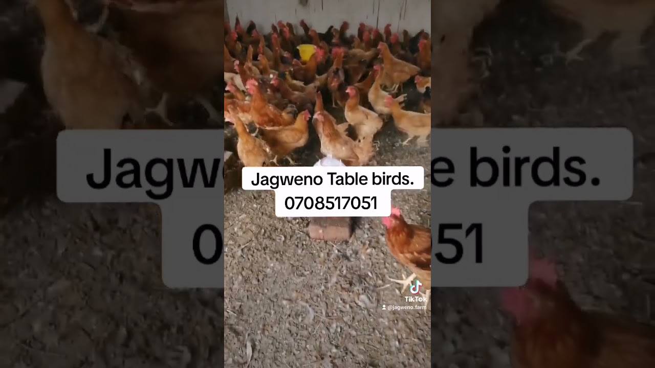 table birds