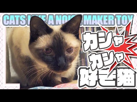 カシャカシャ好き猫