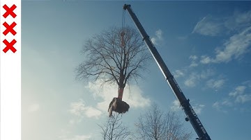 Hoe verplant je een monumentale boom midden in de stad?
