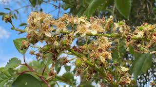 Bird cherry - flowers - May 2026