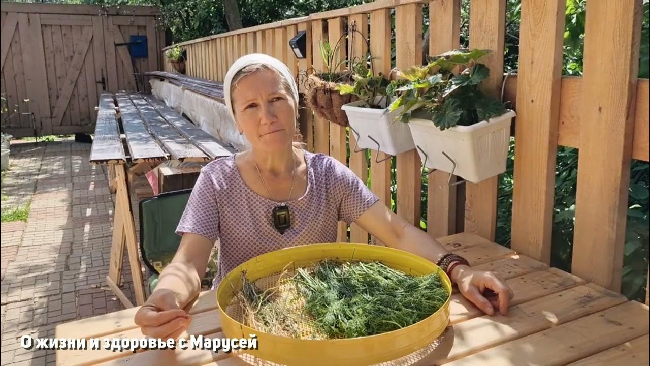 СЕРДЕЧНАЯ ТРАВА на ОГОРОДЕ УНИКАЛЕН для ЗДОРОВЬЯ и ДОЛГОЛЕТИЯ УКРОП ...