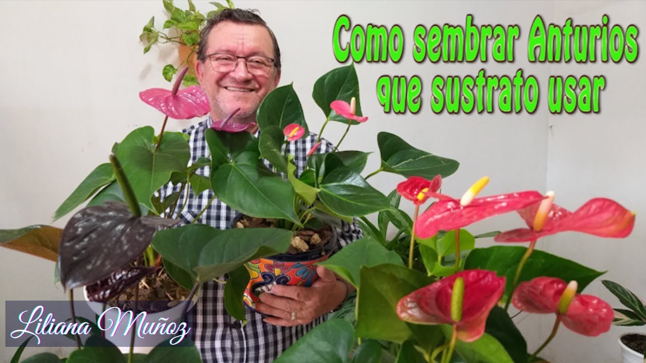 COMO SEMBRAR ANTURIOS Y QUE SUSTRATO USAR PARA ELLOS/ Liliana Muñoz